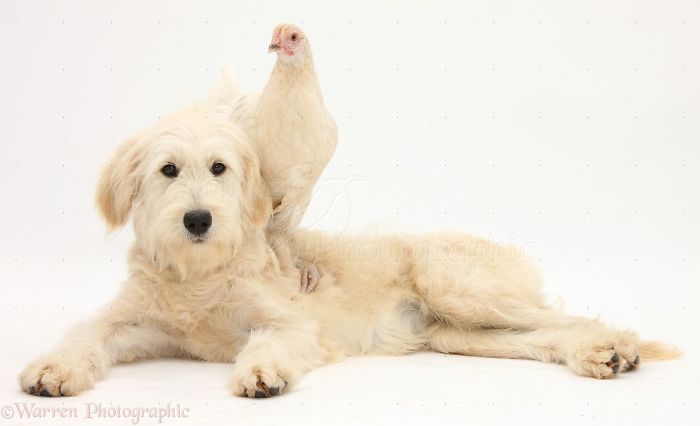 Animals