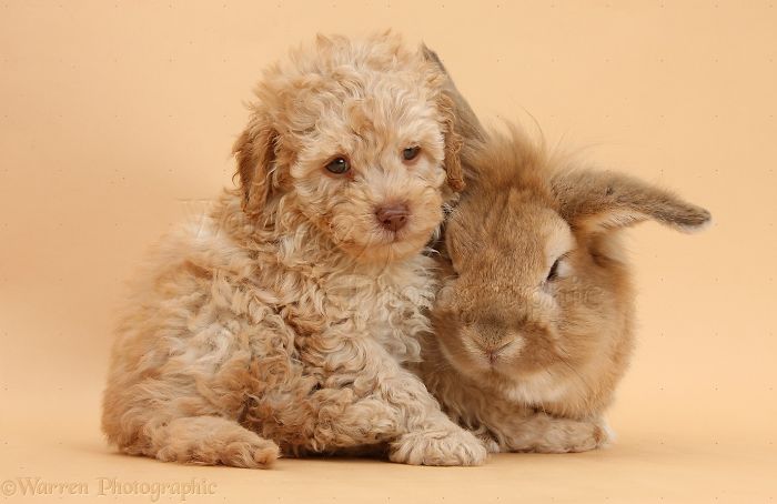 Animals