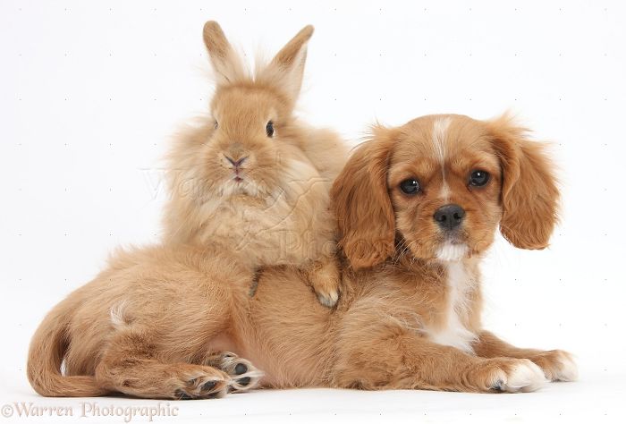 Animals