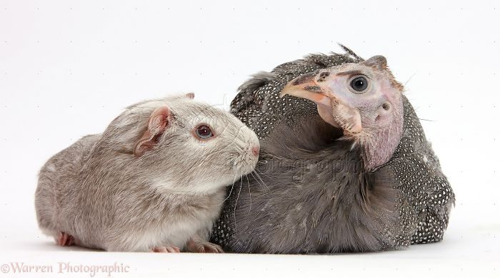 Animals