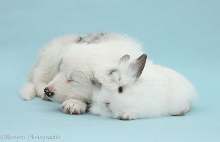 Animals