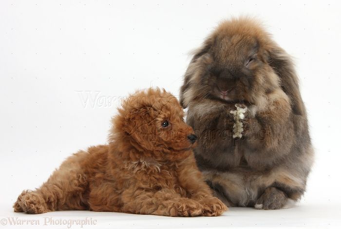 Animals