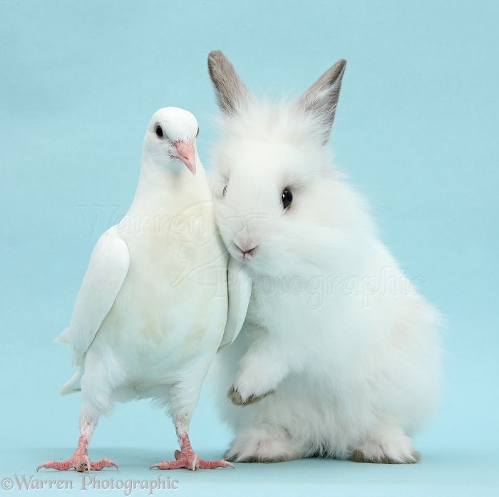Animals