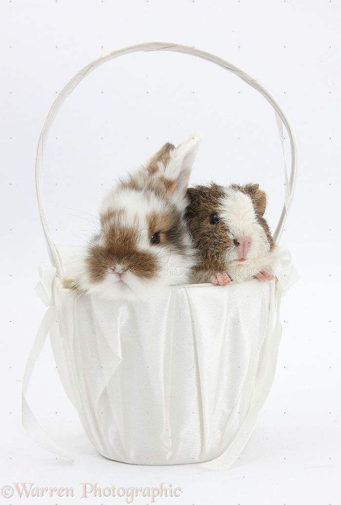 Animals