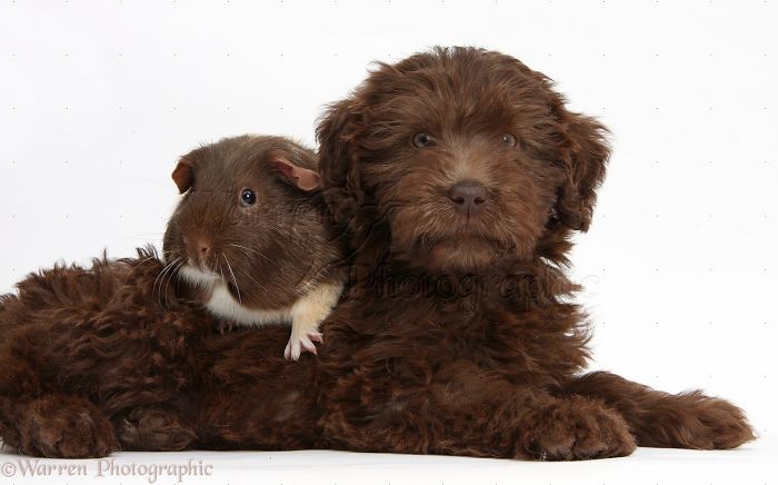 Animals