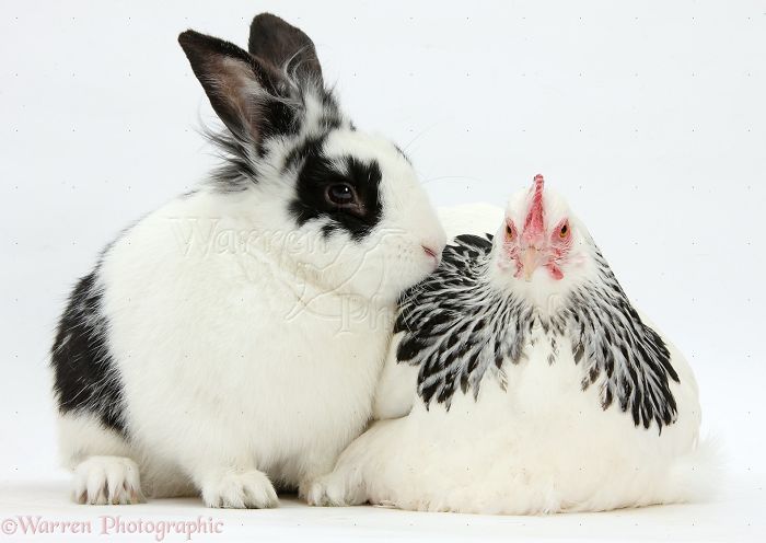 Animals