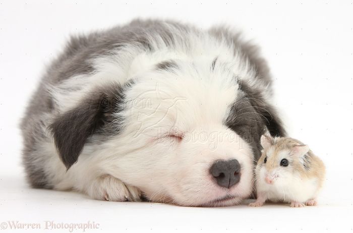 Animals