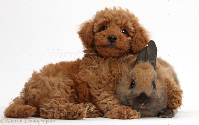 Animals