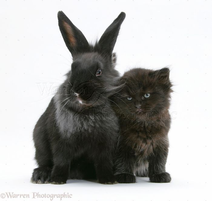 Animals
