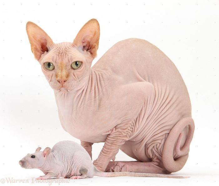 Animals