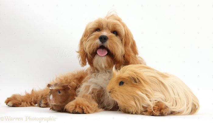 Animals