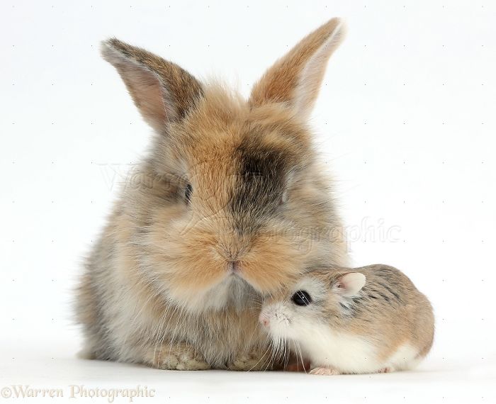 Animals