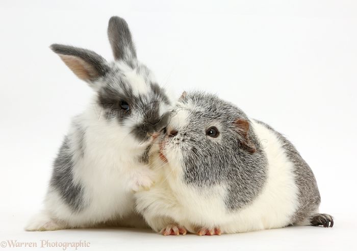 Animals