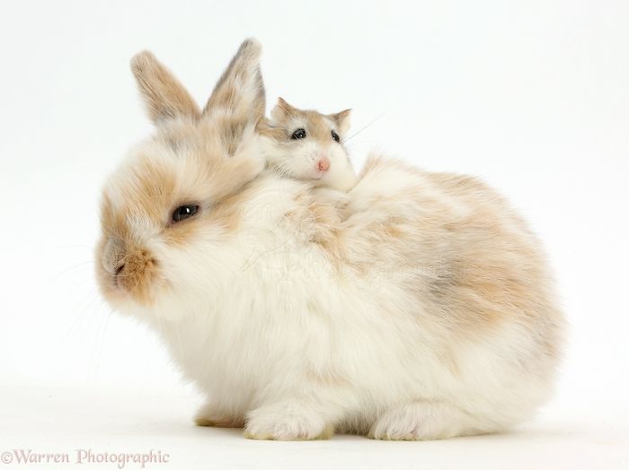 Animals