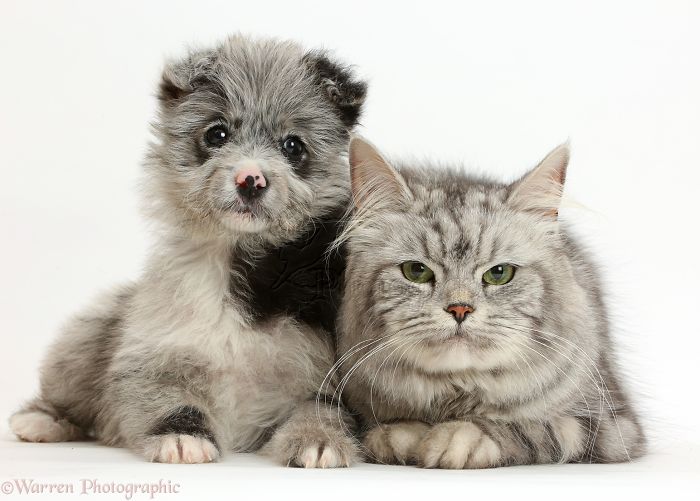 Animals