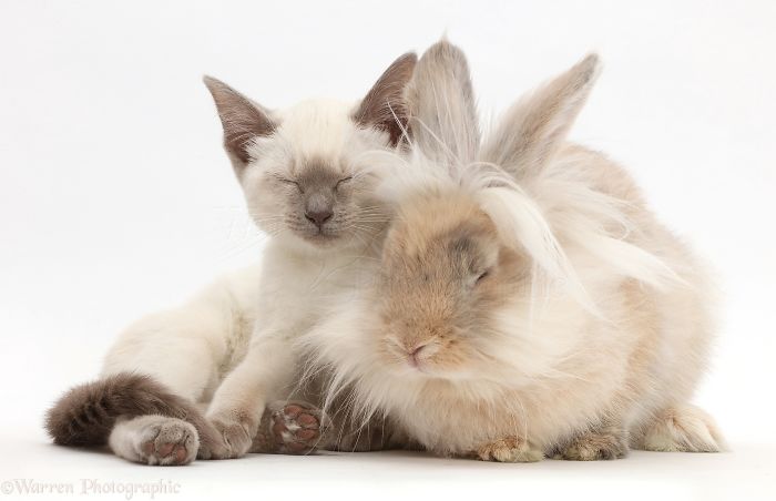 Animals