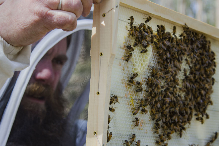 I Spent A Day With 60,000 Bees And I Loved It