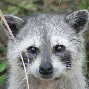 gaviriovicuta avatar