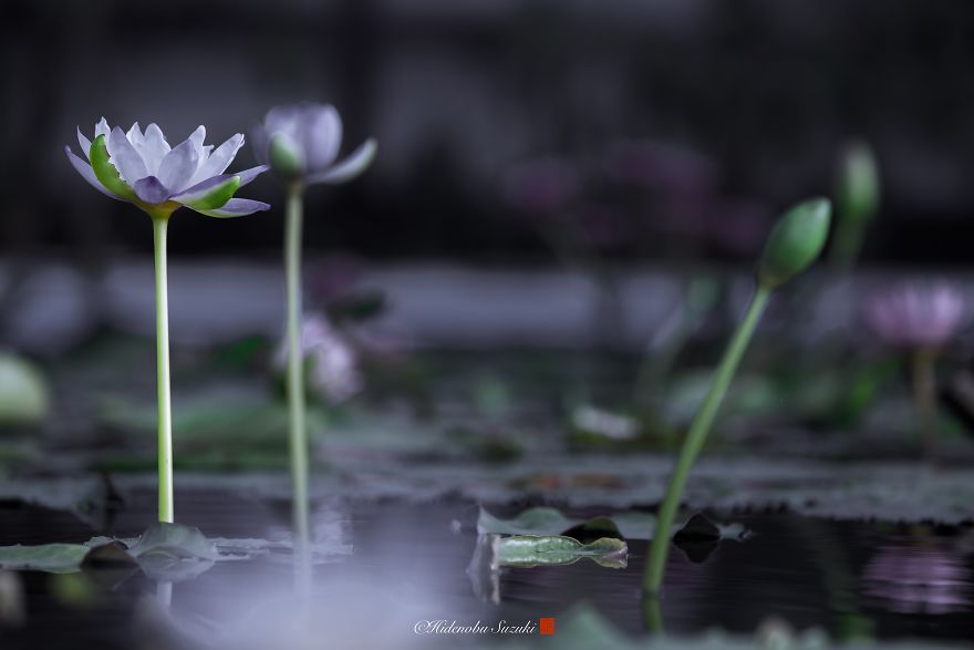 I Photograph Water Lilies That Symbolize The Purity Of Heart