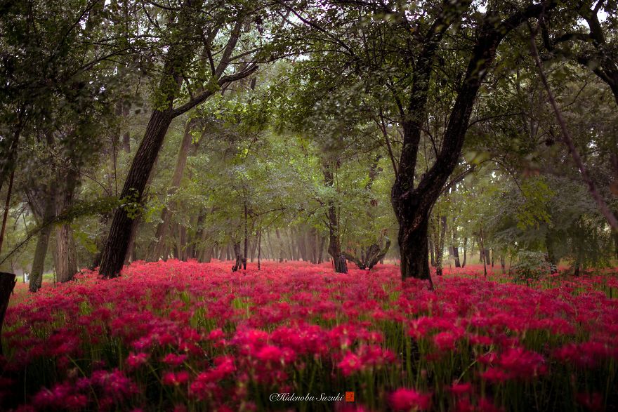 I Photographed A Field Of Red Flowers That Looks Like Out Of This World