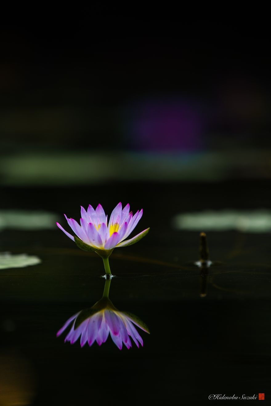 I Photograph Water Lilies That Symbolize The Purity Of Heart