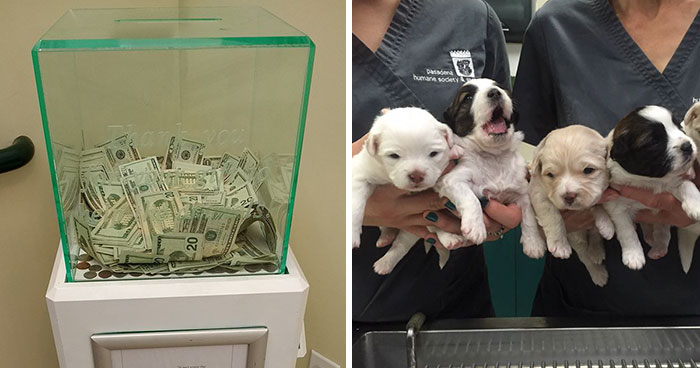 Anonymous Person Just Put $8,000 into This Animal Shelter’s Donation Box