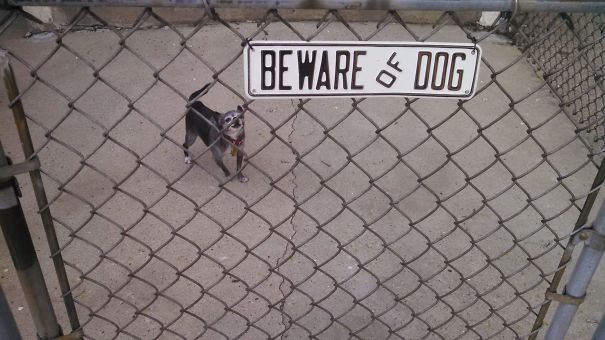 Beware Of Dog (as In, Please Be Aware, Don't Step On Him)