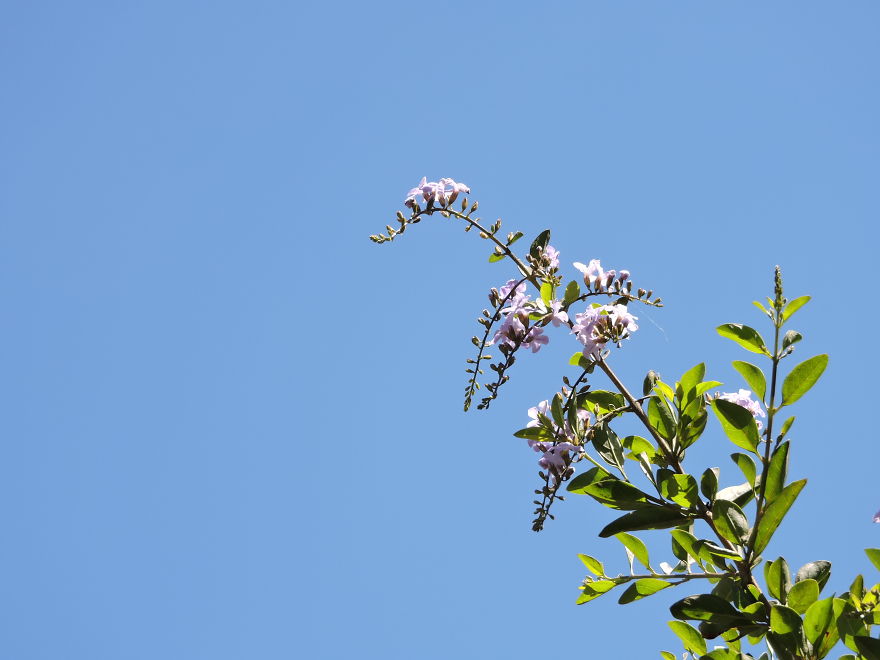 A Poet's Love Of Flowers