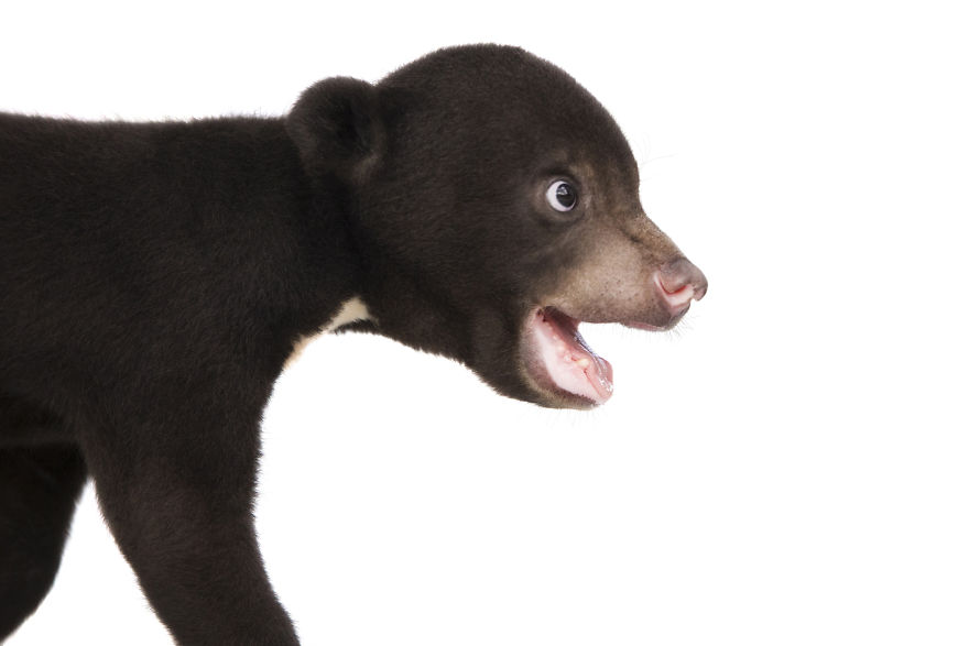 A Photographer Met The Most Adorable Bear Cub In The World