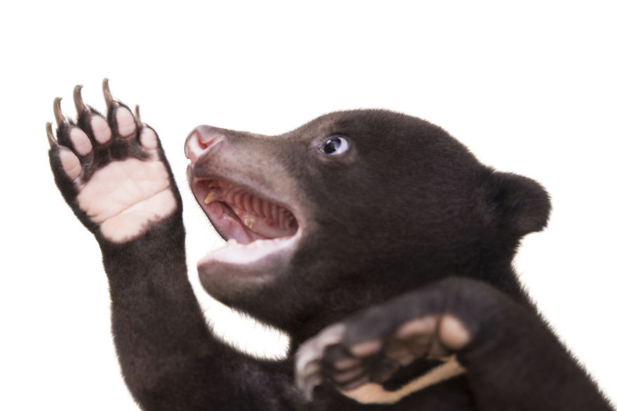 A Photographer Met The Most Adorable Bear Cub In The World