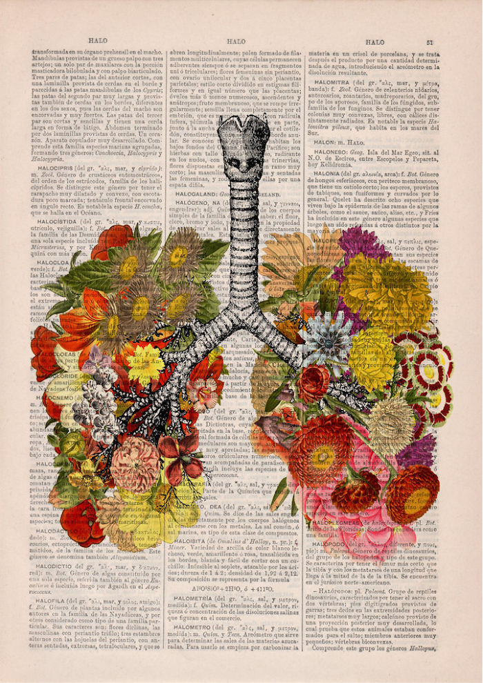 Beautiful Floral Anatomy Illustrations