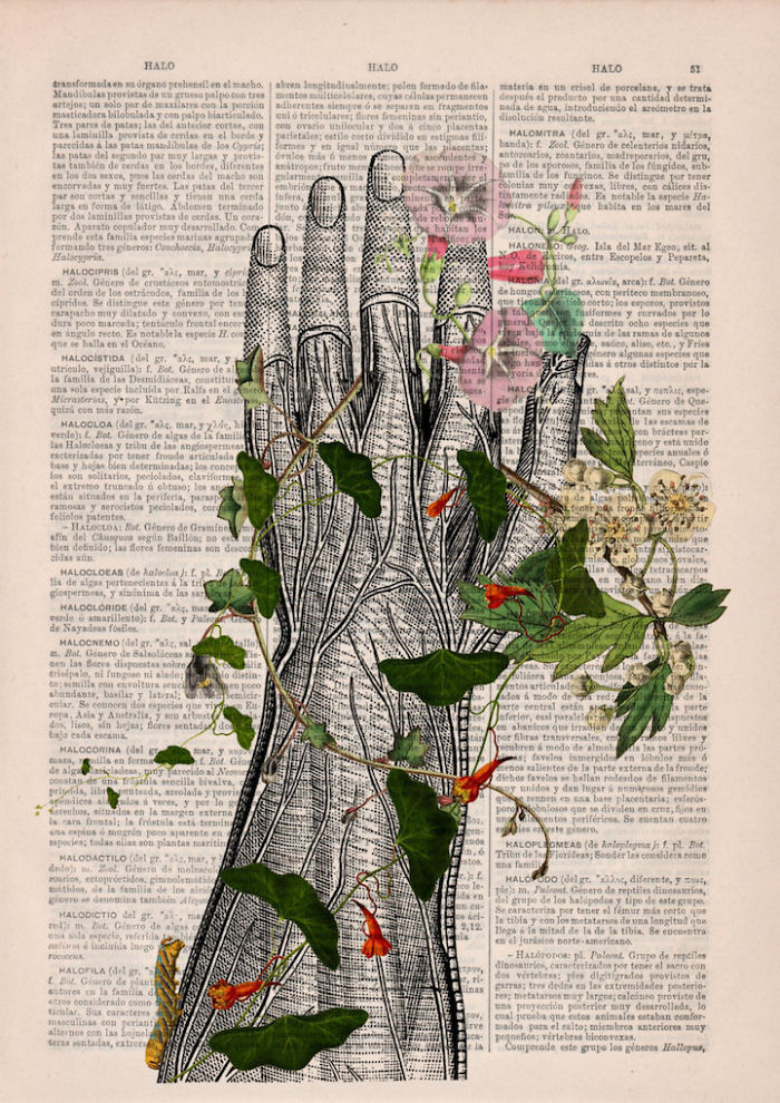 Beautiful Floral Anatomy Illustrations