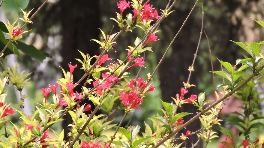 A Poet's Love Of Flowers