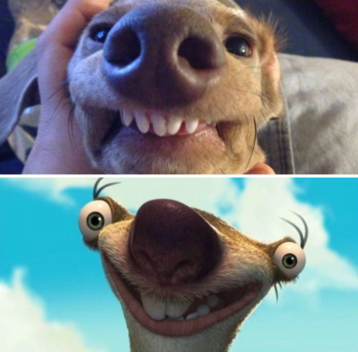 Sid From Ice Age