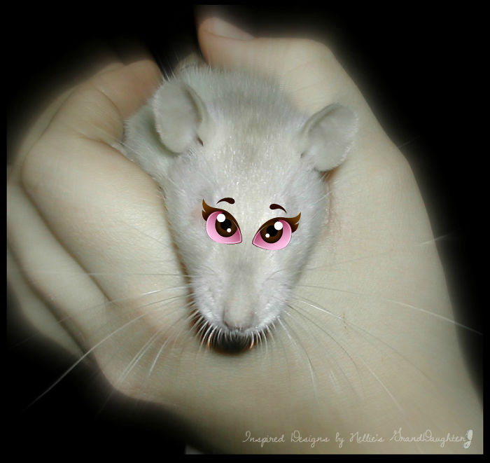 "charolais" The Albino Rat