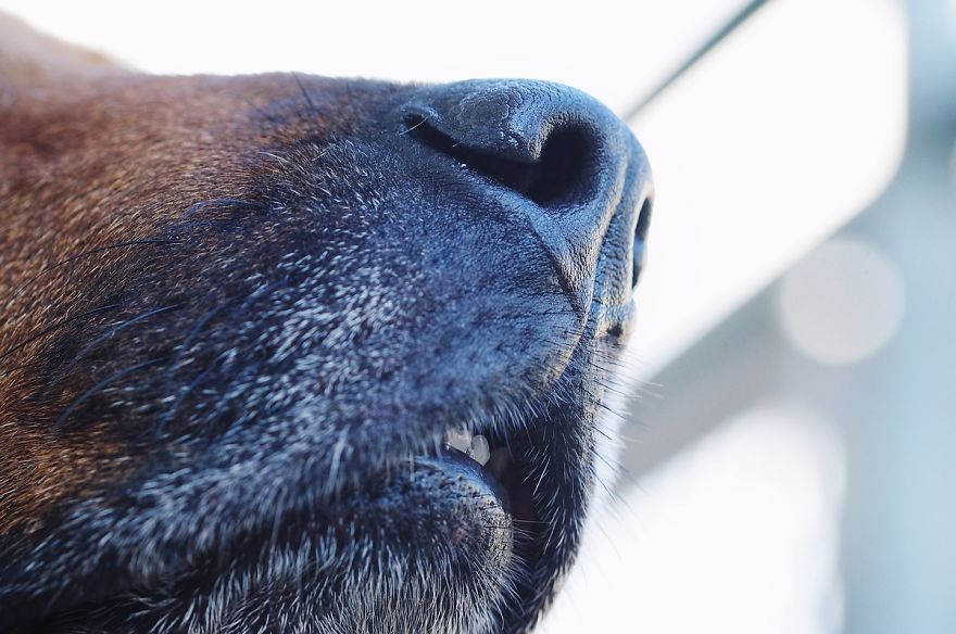 I Shot Detailed Macro Pictures Of My Lovely Dog