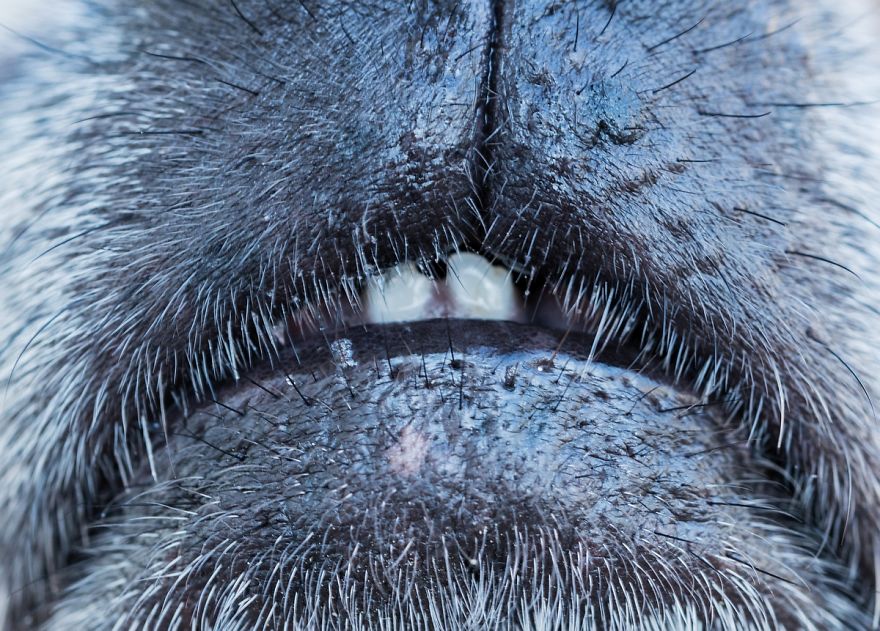 I Shot Detailed Macro Pictures Of My Lovely Dog