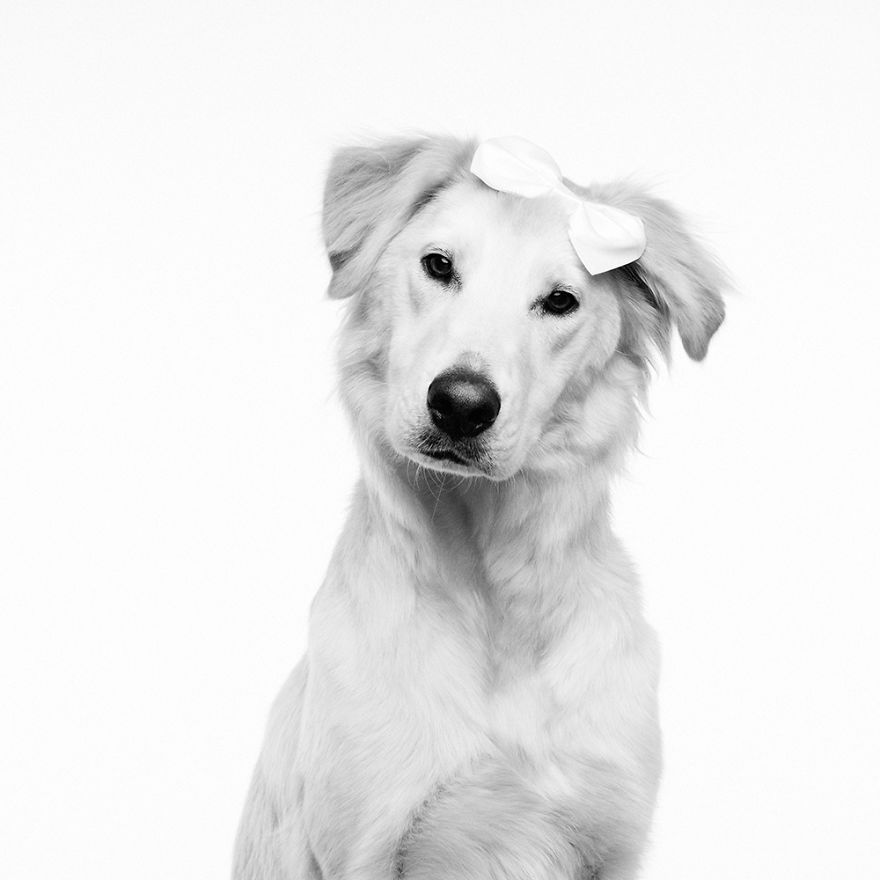 I Dressed Dogs Up As Famous People And Photographed Them To Raise Money For My Local SPCA