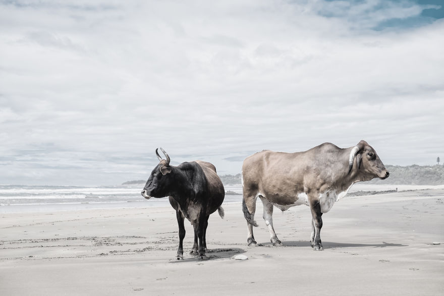 Holy Cow! Bulls On The Beach
