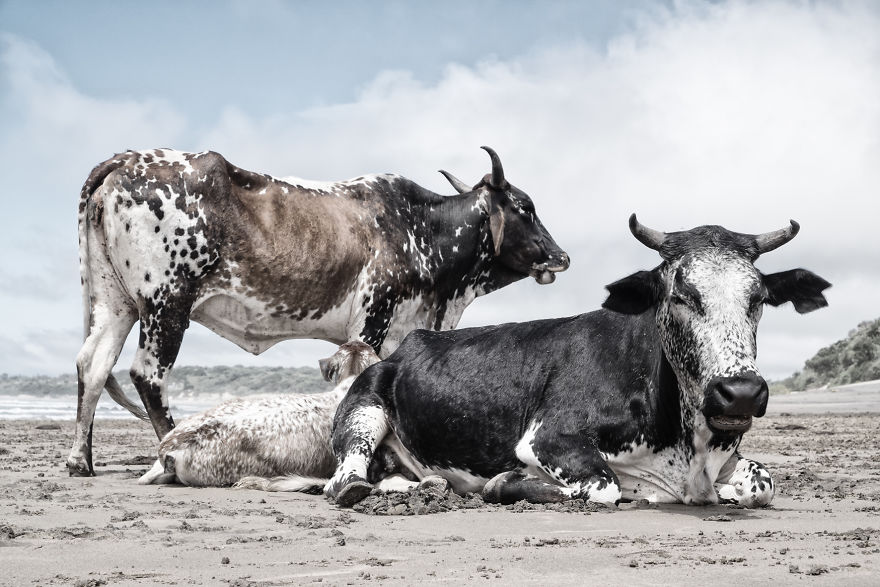 Holy Cow! Bulls On The Beach
