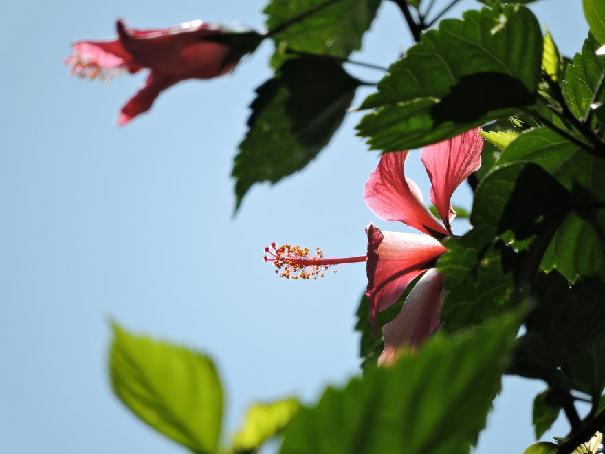 A Poet's Love Of Flowers