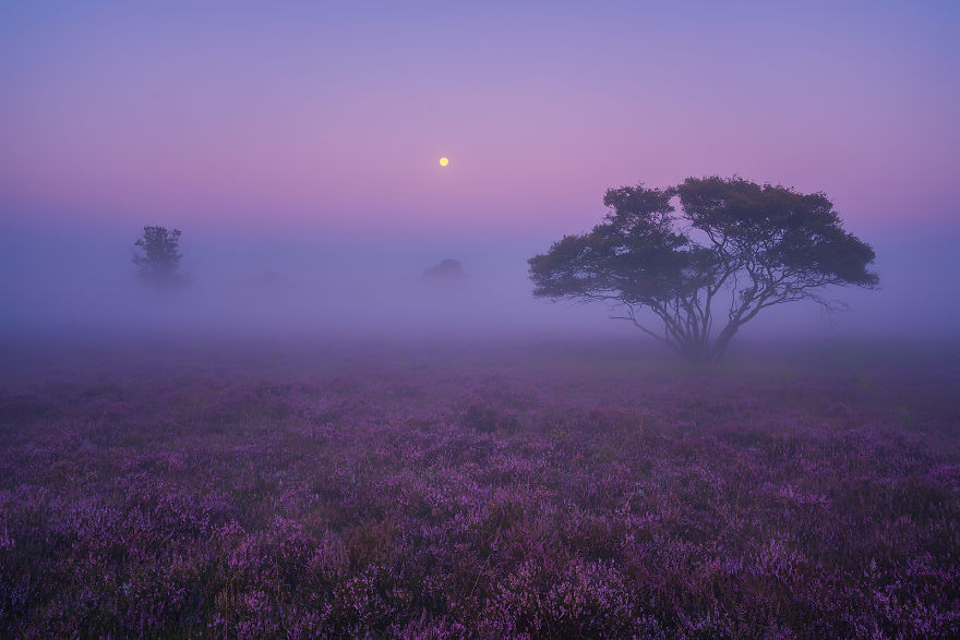 Why You Should Visit My Homeland The Netherlands In August - A Purple Dream