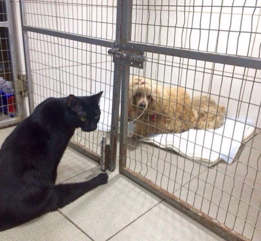 Rescue Cat Who Can't Walk Becomes Nurse, Helps Sick Animals And Even Saves Their Lives