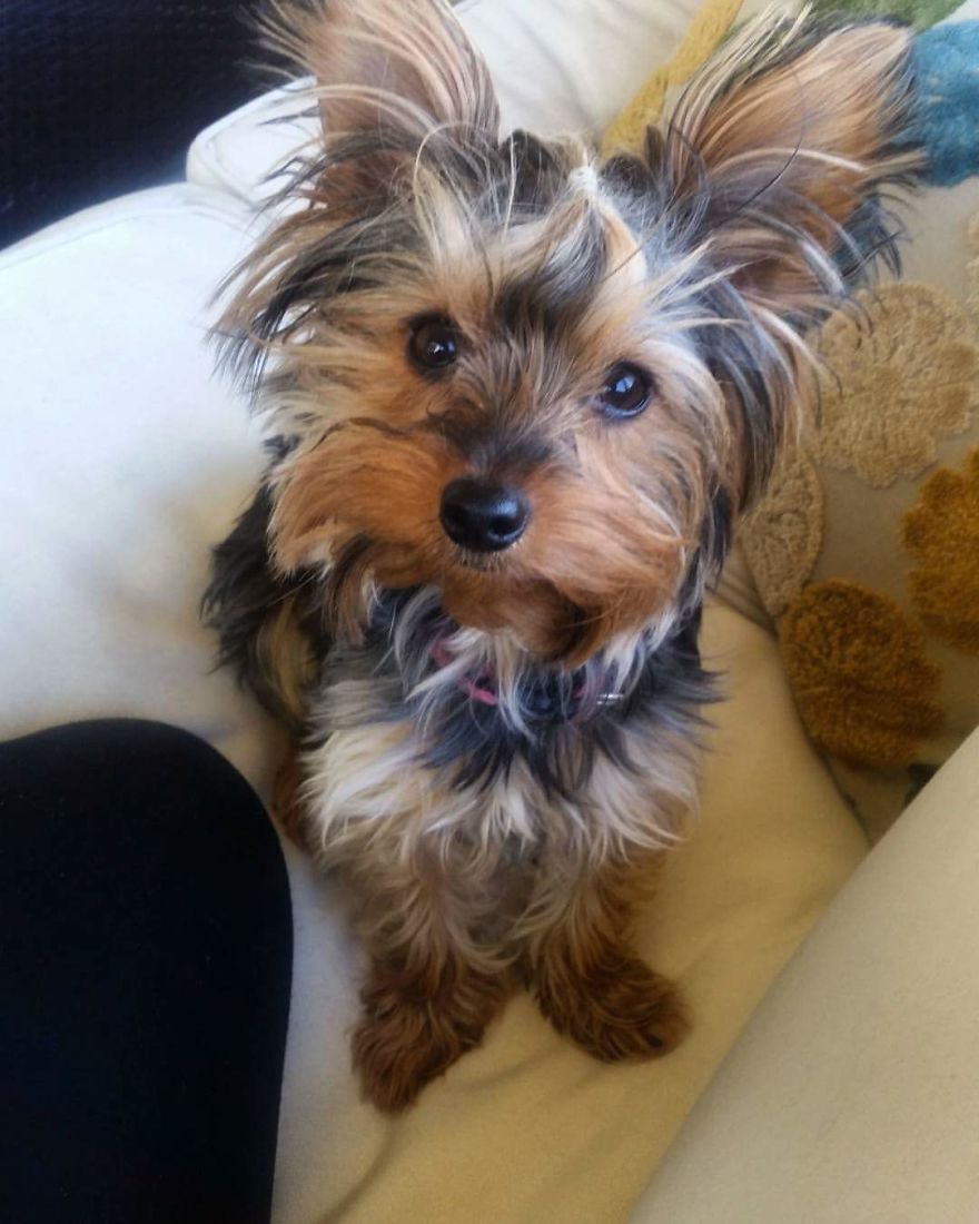 Lulu