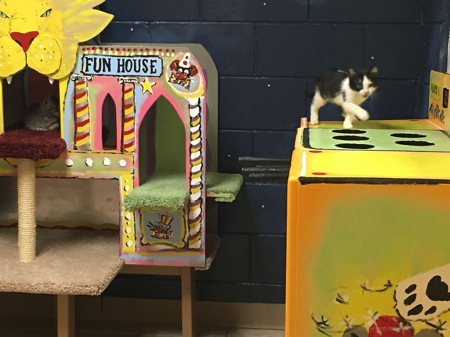 I Created A Carnival Room For Cats In Animal Shelter