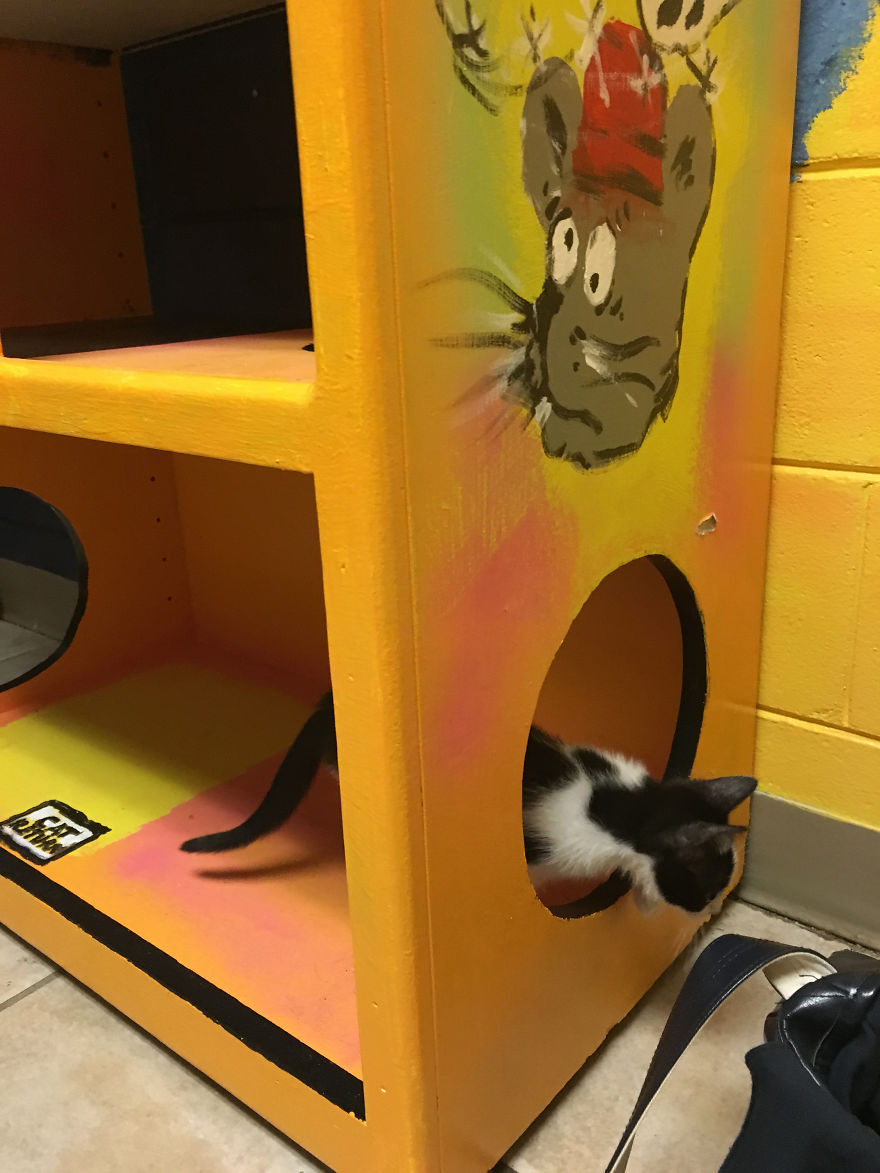 I Created A Carnival Room For Cats In Animal Shelter