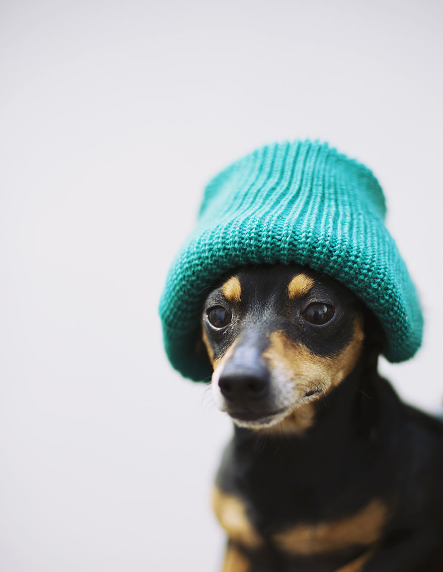 Photographer Who Loves Capturing Animals In A Different Outfits