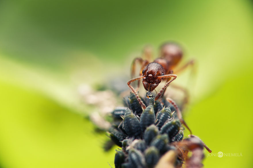 Life Of Ants: I've Spent Many Years Documenting These Tiny Hard Workers