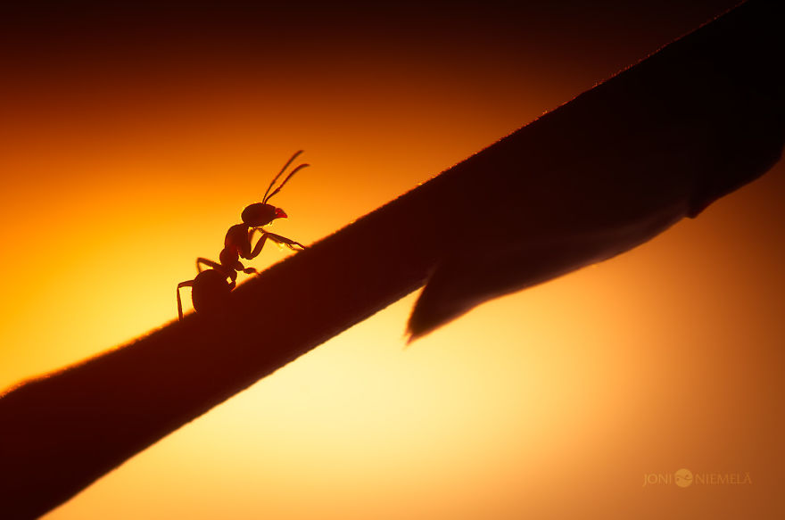Life Of Ants: I've Spent Many Years Documenting These Tiny Hard Workers