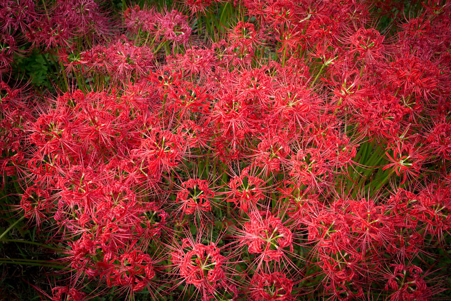 Welcome To The Red World Of Spider Lilies